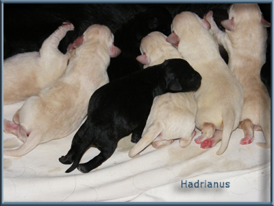 http://www.hadrianuslabradors.hu/galeria/puppies/20100526puppies1.jpg